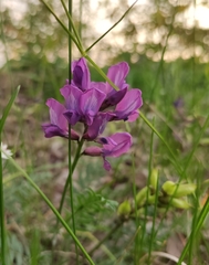 Oxytropis longirostra