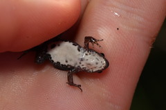 Cacosternum australis