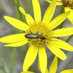 Chrysanthia geniculata