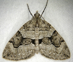 Thera contractata