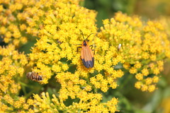 Senecio pleistocephalus
