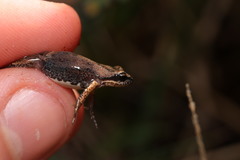 Cacosternum australis