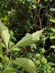 Callicarpa bodinieri