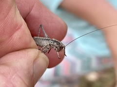 Eremopedes ephippiata