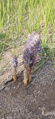 Orobanche coerulescens