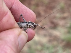 Eremopedes ephippiata