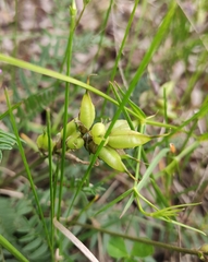 Oxytropis longirostra