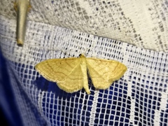 Idaea rufaria