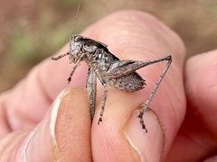 Eremopedes ephippiata