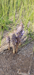 Orobanche coerulescens
