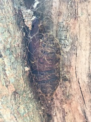 Lymantria dispar dispar