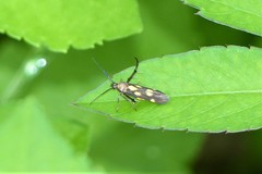 Eretmocera impactella