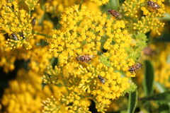 Senecio pleistocephalus