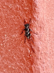Acanthocinus