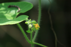 Thladiantha nudiflora