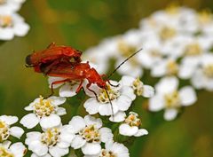 Rhagonycha fulva