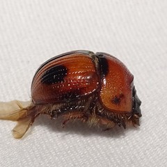 Bolbocerosoma biplagiatum