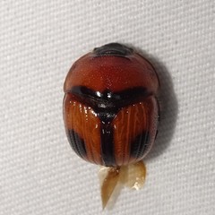 Bolbocerosoma biplagiatum