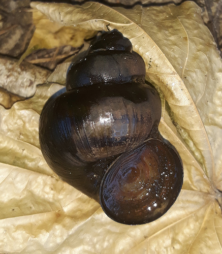 Lister's River-snail