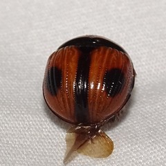 Bolbocerosoma biplagiatum