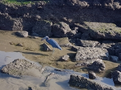 Egretta caerulea