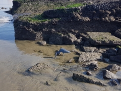 Egretta caerulea