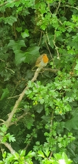 Erithacus rubecula