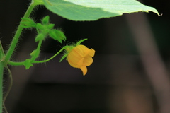 Thladiantha nudiflora