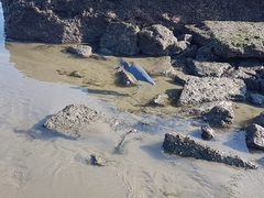 Egretta caerulea
