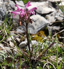 Pedicularis rosea