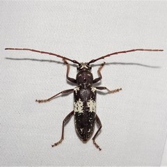 Enaphalodes taeniatus