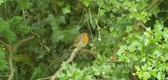 Erithacus rubecula