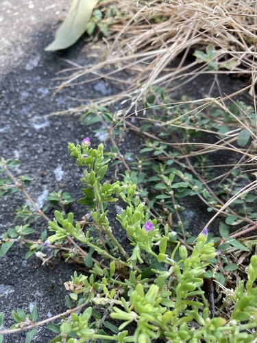 Petunia parviflora iNat (1)