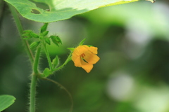 Thladiantha nudiflora