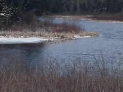 Lophodytes cucullatus