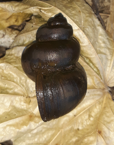 Lister's River-snail