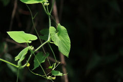Thladiantha nudiflora