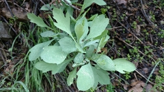 Romneya coulteri