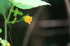 Thladiantha nudiflora