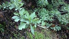 Romneya coulteri