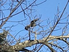 Cathartes aura