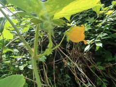 Thladiantha nudiflora