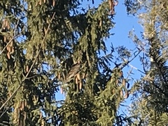 Cathartes aura