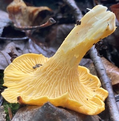 Cantharellus flavus
