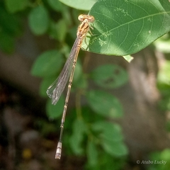 Pseudagrion hamoni