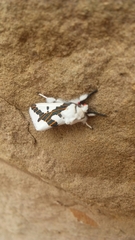 Euerythra phasma