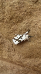 Euerythra phasma