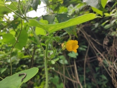 Thladiantha nudiflora