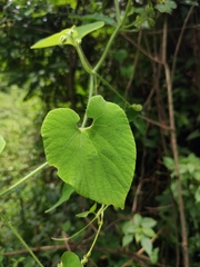Thladiantha nudiflora