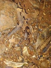 Cercophonius queenslandae